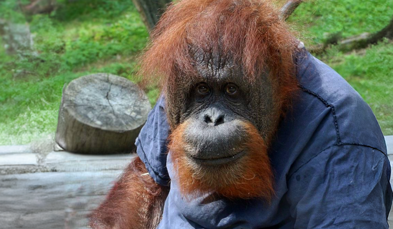 Starsza orangutanica o rudobrązowej sierści siedzi w wybiegu i patrzy w obiektyw; ma na sobie niebieską koszulkę, w tle widać trawę i drewniany pień.