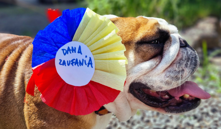 Zdjęcie buldoga angielskiego stojącego bokiem. Przy głowie pies ma przypięty duży kotylion z napisem DAMA ZAUFANIA.
